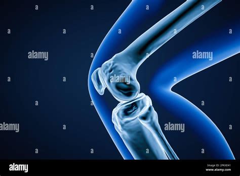 Close Up Profile Or Lateral View Of The Knee Joint Bones 3d Rendering