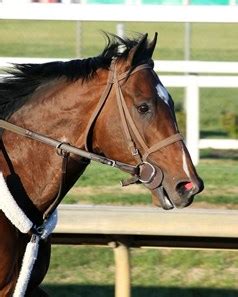 Raise Cain - Horse Profile - BloodHorse