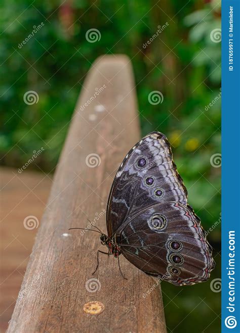 Borboleta Morpho Peleides Imagem De Stock Imagem De Pontos