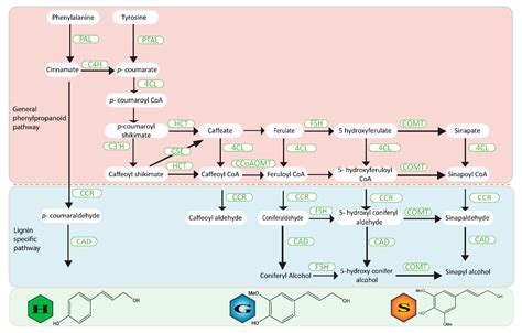 Pathogens Free Full Text Phenylpropanoid Pathway Engineering An Emerging Approach Towards