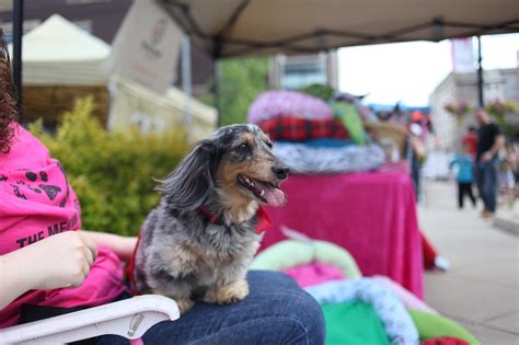 COMO CUIDAR Un PERRO SALCHICHA CONSEJOS ESENCIALES