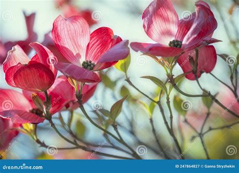 Beautiful Large Pink Flowers On The Tree Stock Image Image Of