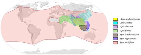 Carte De R Partition Mondiale Des Abeilles Du Genre Apis S Mhur