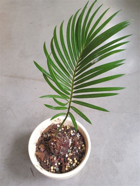 Cycas Revoluta Sago Palm Japanese King Sotetsu Mini Bonsai Pot 8cm