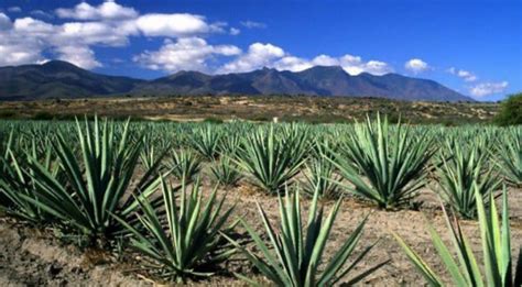 Invierte En Tu Rancho De Producci N De Maguey