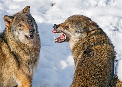 Wolf Showing Off Teeth Rnatureismetal