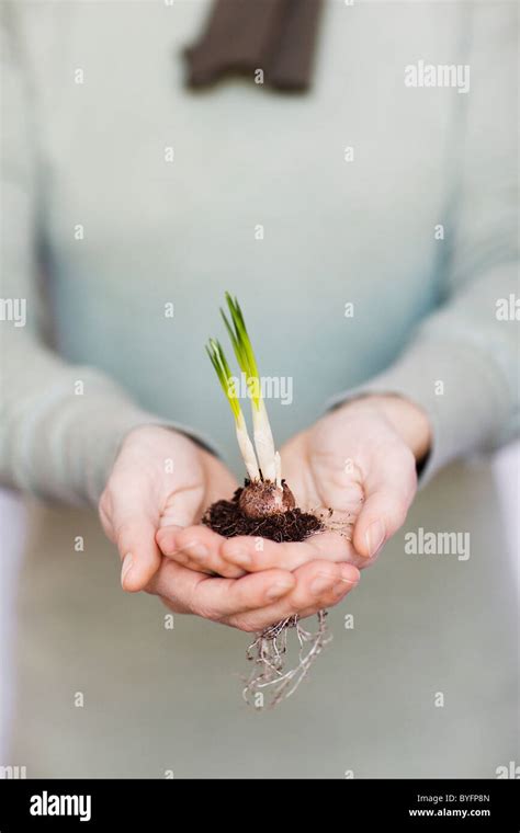 Woman Holding Plant Sapling Stock Photo Alamy