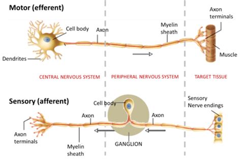 The Somatosensory System Flashcards Quizlet