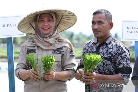 Pemkab Nagan Raya Gelar Tanam Padi Serentak Jaga Ketahanan Pangan