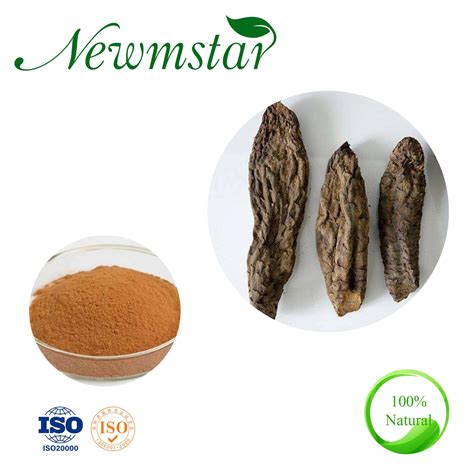 Wholesale Organic Cistanche Tubulosa Extract Powder Echinacoside