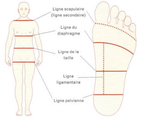 La réflexologie l art des différentes zones des pieds Pieds Roses