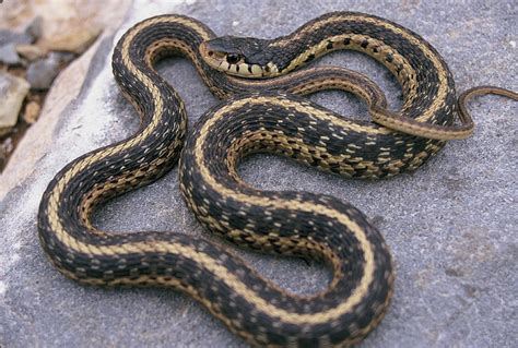 Common Garter Snake Facts And Pictures