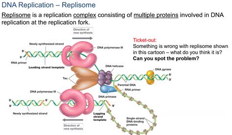 Solved DNA Replication – Replisome Replisome is a | Chegg.com