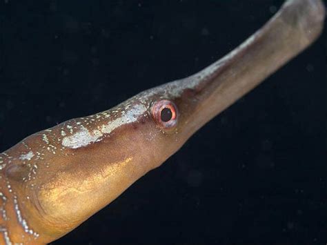 Pipefish - Syngnathiformes