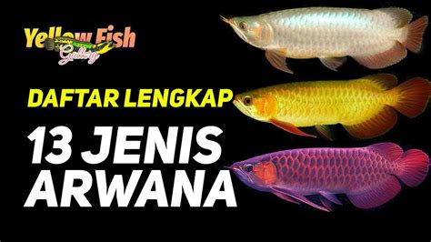 13 Jenis Ikan Arwana Dan Harganya Daftar Lengkap Jenis Arwana Yellow