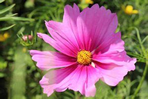 25 Of The Best Cosmos Flower Cultivars Gardeners Path