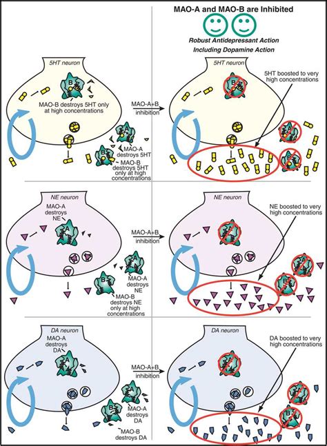 Antidepressants Basicmedical Key