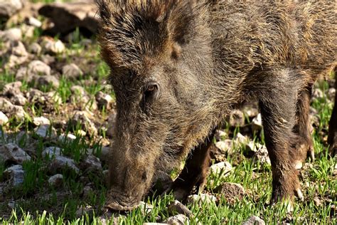 Wildschweine Schweine Natur Kostenloses Foto Auf Pixabay