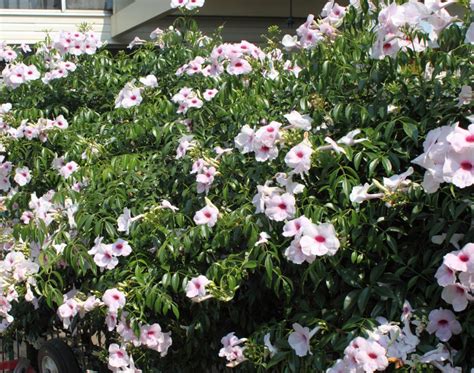 Rare Pink Bower Vine Pandorea Jasminoides 10 Seeds