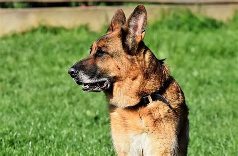 Gerberian Shepsky Dog Facts And Information Shepherddogsite