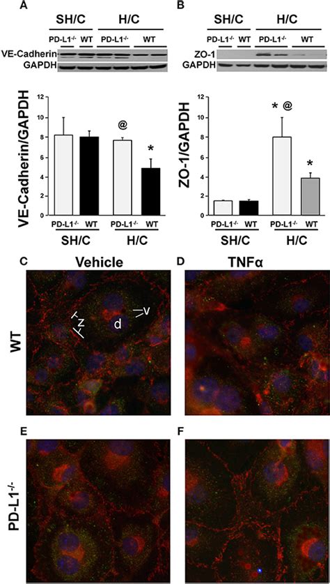 Frontiers Novel Role For PD 1 PD L1 As Mediator Of Pulmonary Vascular