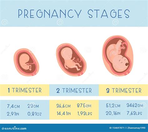 Trimesters Of Pregnancy. Illustration For Websites, Magazines And ...