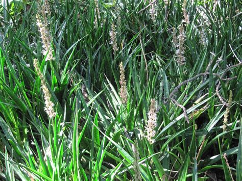 Sansevieria Aethiopica Mother In Laws Tongue Bowstring Hemp Skoonma Se