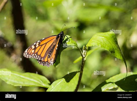 Monarch butterfly eggs hi-res stock photography and images - Alamy