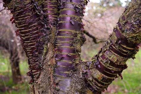 Growing Paperbark Cherry In The Home Garden