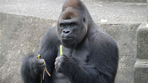 Surprisingly handsome male gorilla excites women - CNN