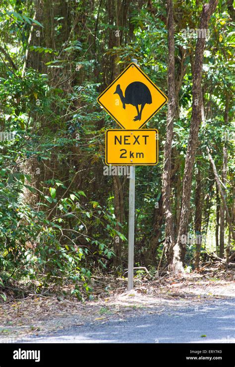 Road Sign Warning To Protect Southern Cassowary Casuarius Casuarius In The Daintree Region