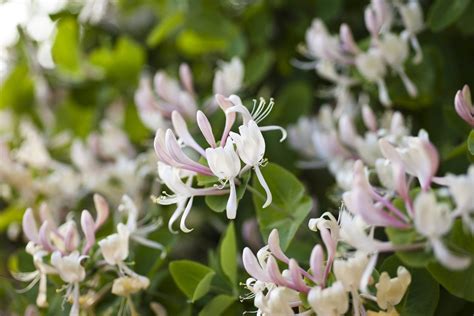 Honeysuckle Bush Pruning