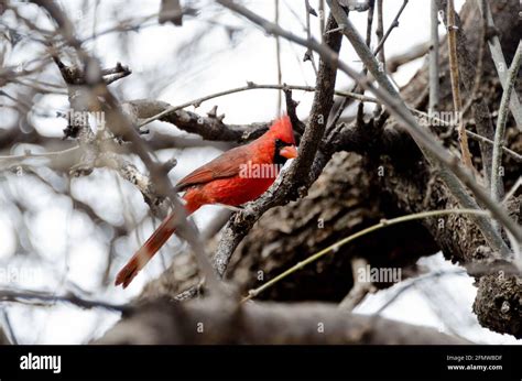 Patagonia Arizona Bird Watching At Kara Ward Blog