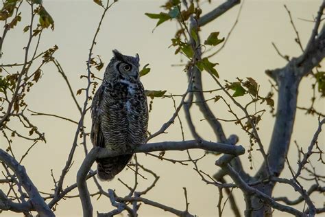 Great Horned Owl California Coyote Hills Regional Park Fre Flickr