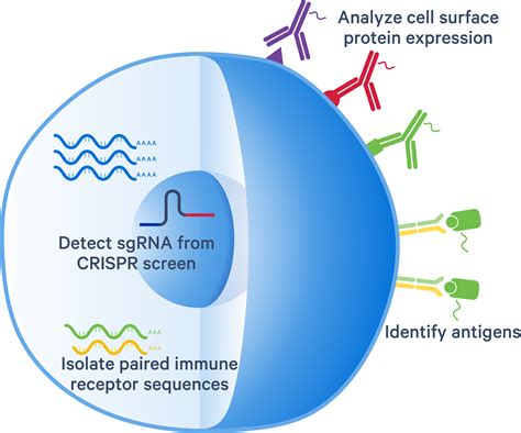 What Is Feature Barcode Official X Genomics Support