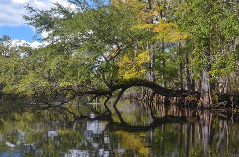 Florida Paddle Notes Withlacoochee River