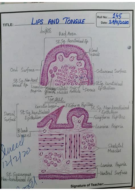 Solution Histology Diagrams Nd Year Mbbs Studypool