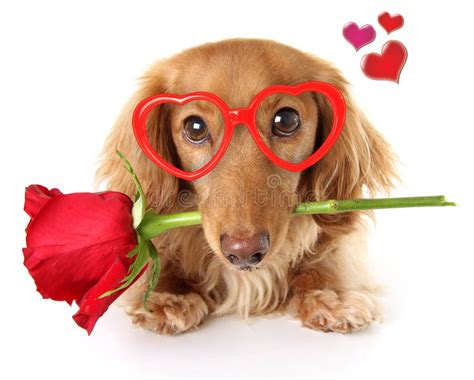 Valentine Dachshund Puppy Stock Afbeelding Image Of Horizontaal 83674699