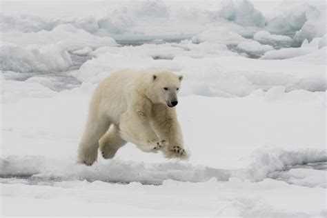 A group of polar bears in Greenland adjust their hunting practices to ...