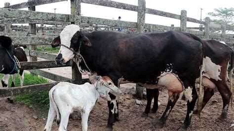 Feira Do Gado Animais Que Gostei Em Capoeiras Pe Youtube