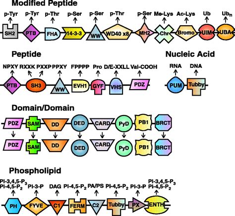 Assembly Of Cell Regulatory Systems Through Protein Interaction Domains