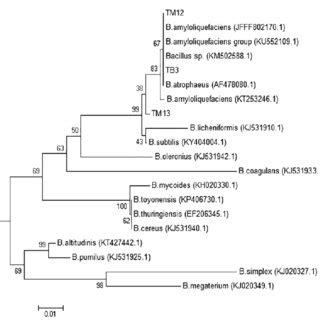 Evolutionary Relationships Of Taxa The Evolutionary History Was