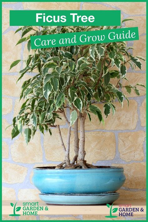 Ficus Tree Weeping Fig Plant Care And Growing Guide Artofit