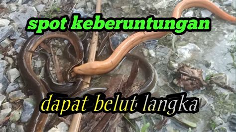 Misteri Belut Putih YouTube