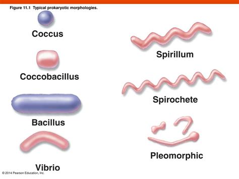 Ppt Characterizing And Classifying Prokaryotes Powerpoint Presentation Id4212606