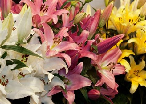images blossom petal pollen spring color pink flora close