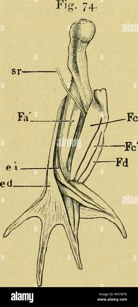 La anatomía de la rana Las ranas Anatomía Anfibios la anatomía