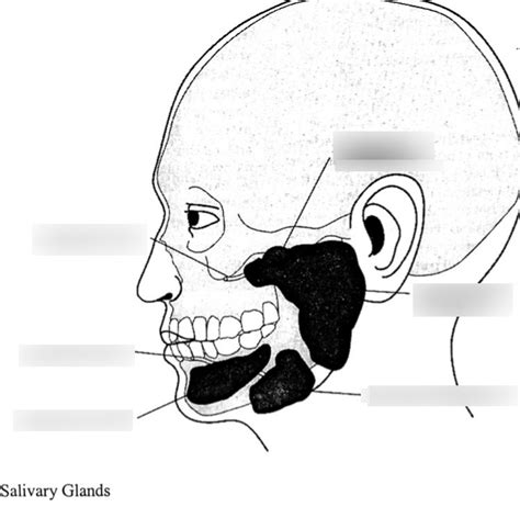 Paranasal Sinuses Side View Diagram Quizlet