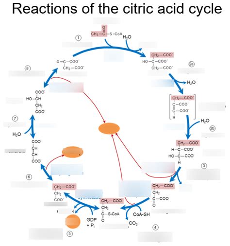 The Tricarboxylic Acid Tca Cycle Citric Acid Cycle Diagram Quizlet