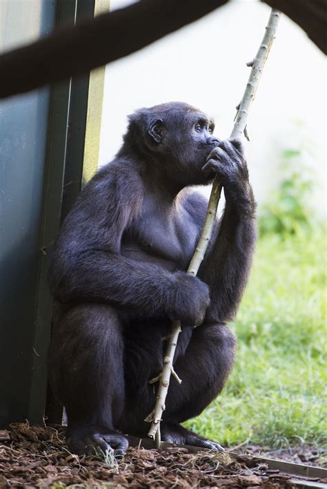 Zoo animals released chicago | Zoo Animals